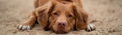 How To Help Manage Open Sores On Dogs Clireon Wound And Skin Care
