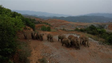 Wild Elephants Wander Into A Village In Sw China S Yunnan Cgtn