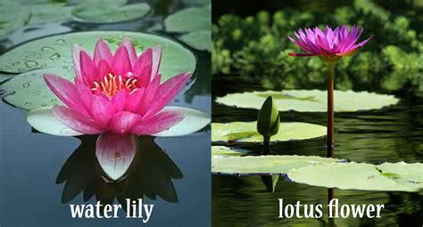 The Lotus Gardening Show Yoga Alive