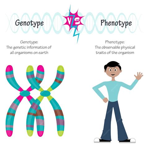 Ilustração Vetorial Das Diferenças Entre Genótipo E Fenótipo Vetor