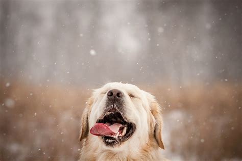Wallpaper Dog Like Mammal Dog Breed Snout Sky Snow Winter