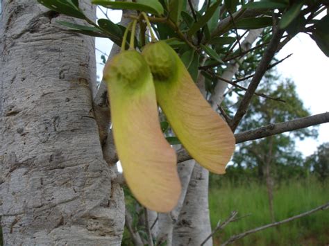 West African Plants A Photo Guide Securidaca Longipedunculata Fresen