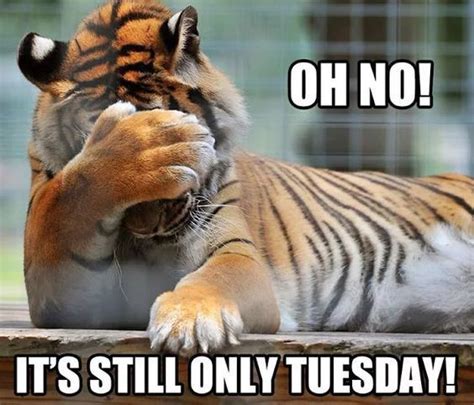 Oh No It S Still Only Tuesday Tuesday Quotes Funny Funny Good