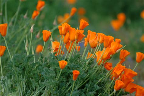 🔥 47 California Poppy Wallpaper Wallpapersafari