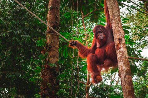 Semenggoh Orang Utan Sanctuary Is Around Seven Square Kilometres In