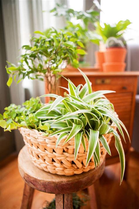 5 Pet Friendly Plants And 5 That Are Toxic