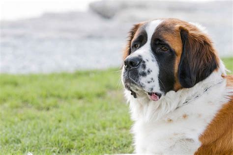 Saint Bernard Dog Image Saint Bernard Dog Breed Information Buying