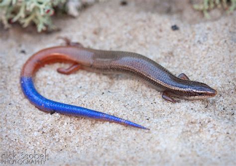 Blue Tailed Mole Skink Amphibian Plant Examples