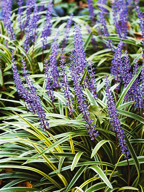 Proven perennial winners hardy in northern and midwest climates. The 10 Best Perennials for Shade