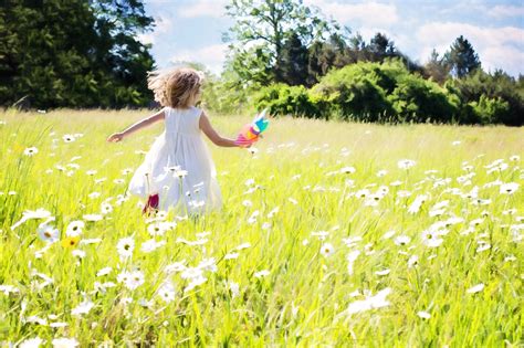 무료 이미지 들 목초지 대초원 햇빛 여름 농업 어린 시절 야생화 맑은 행복 데이지 즐거움 서식지 꽃