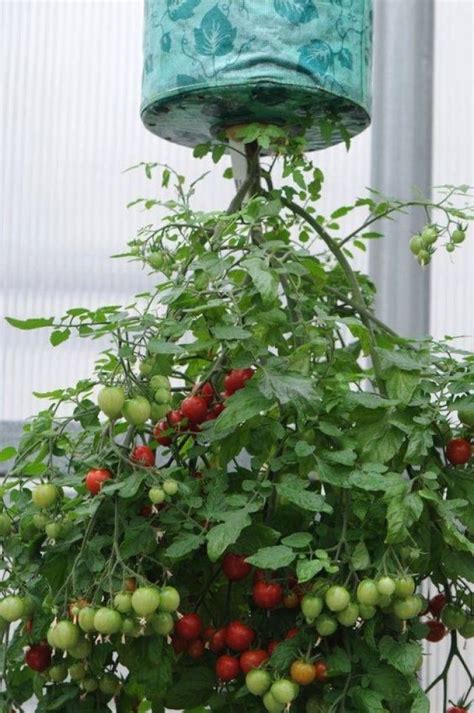 A Potted Plant With Berries Hanging From It