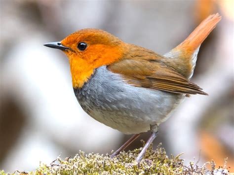 National Bird оf England Updated Red Breast Robin