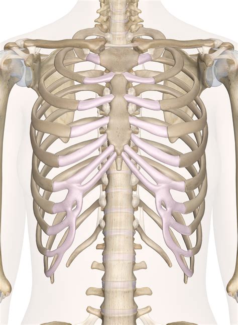 It discusses the specific anatomy of the ribs and costal cartilages, along with the sternum. Bones of the Chest and Upper Back