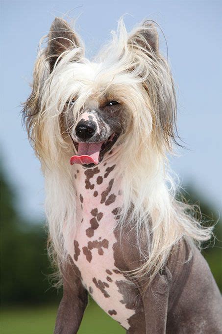 Chinese Crested Dog Breed Information Pictures Characteristics