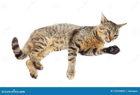 Cat Lying Down On White Stock Image Image Of Beautiful 122335805