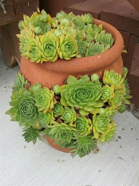 Hens And Chicks Care Everything You Need To Know Succulent Source