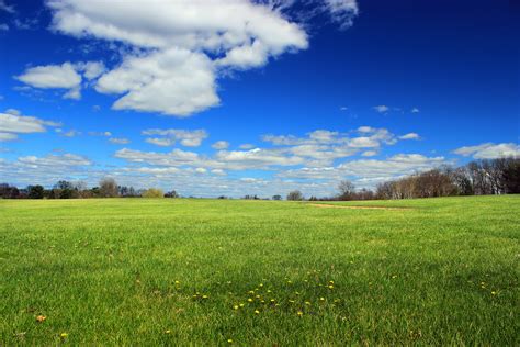 Green Grass And Trees Background Stock Photo