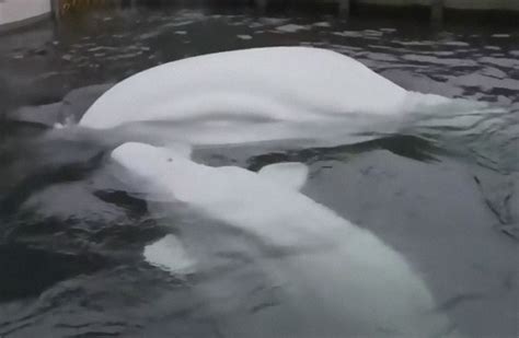 Two Beluga Whales Show Big Smiles On Their Faces While Being Re Homed