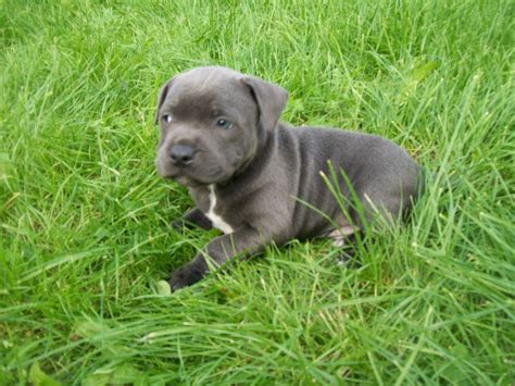 Find staffordshire bull terrier puppies and breeders in your area and helpful staffordshire bull terrier information. Staffordshire Bull Terrier Puppies - Puppy Dog Gallery
