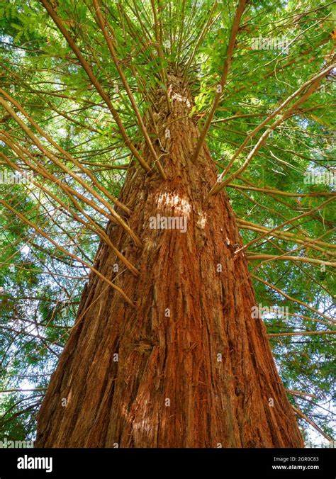 Coast Redwood Tree Sequoia Sempervirens Stock Photo Alamy