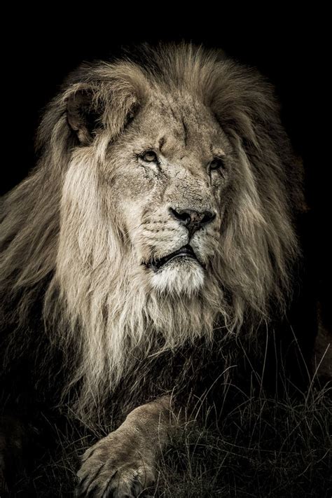Male Lion Portrait Photography By Ian Le Grand Saatchi Art