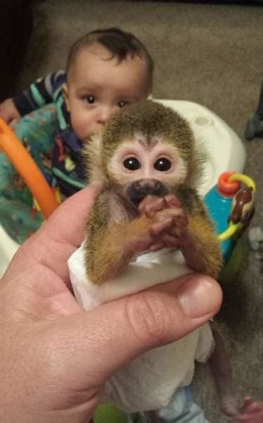 City Says No Way To Womans Pet Squirrel Monkey