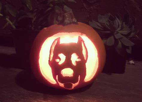 Dog O Lanterns Are The Halloween Miracle Weve Been Waiting For