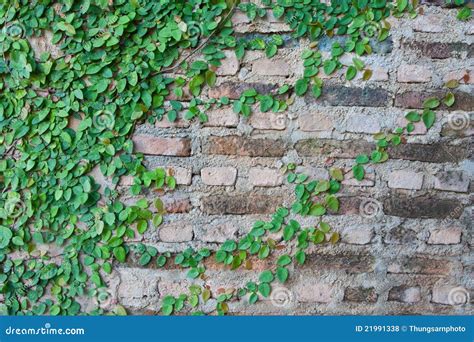 Vine Growing On A Brick Wall Stock Photo Image Of Climb Growing
