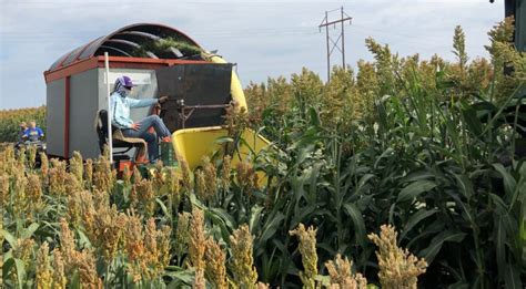 Harvest Management Can Enhance Sorghum Silage Value Morning Ag Clips