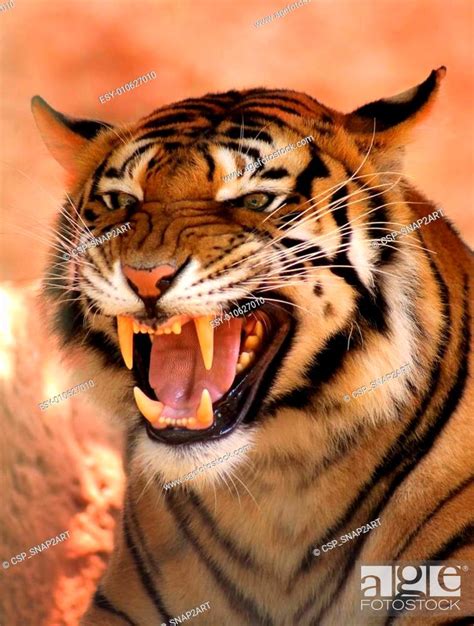 Angry Face Tiger Stock Photo Picture And Low Budget Royalty Free