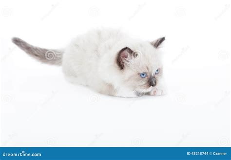 Cute Ragdoll Kitten Stock Photo Image Of Feline Purebred 43218744