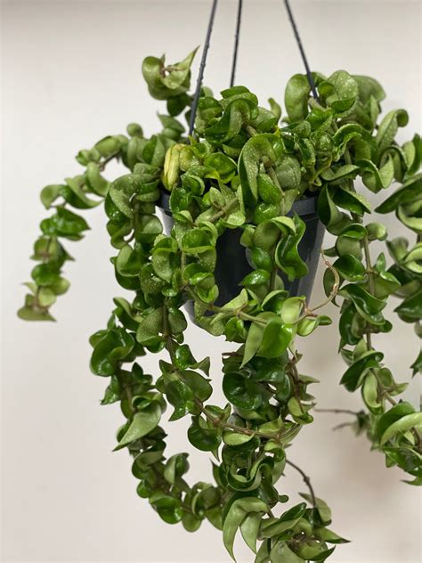 Maybe you would like to learn more about one of these? Hoya Carnosa Compacta Hoya Carnosa Compacta, also known as ...