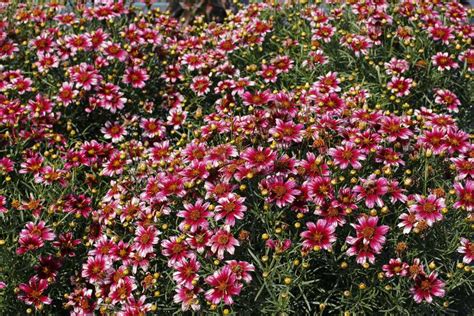Zone 6 Perennial Flowers 20 Perennials For Shade That Bloom All
