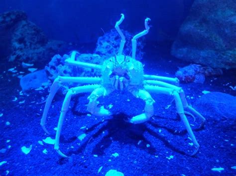 Numazu Deep Sea Aquarium 2019 All You Need To Know Before You Go