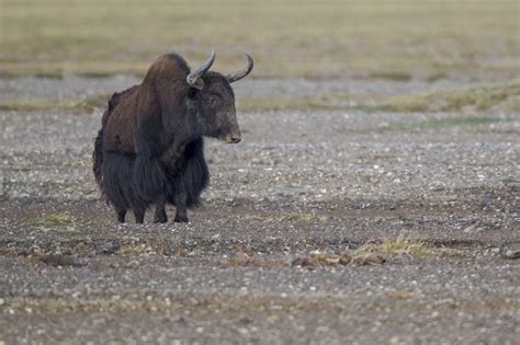 Wild Yak Facts Habitat Diet Behavior And Pictures