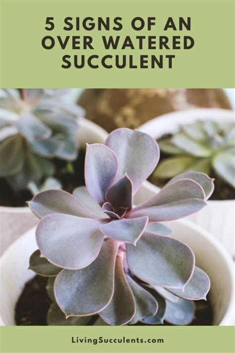 During winters, the plants experience low to no growth, and overwatering becomes common. What do overwatered and underwatered succulents look like