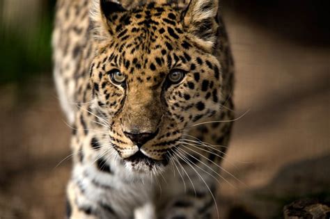 716221 4k Big Cats Leopards Rare Gallery Hd Wallpapers