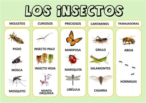 Pequeespartero Tipos De Insectos
