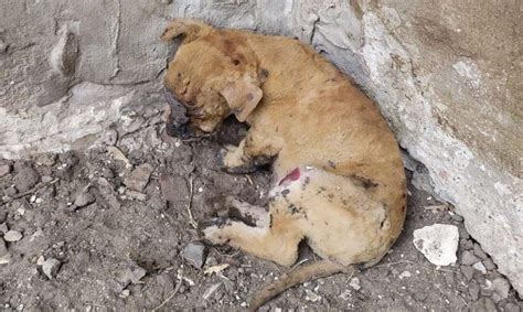 Babies should sleep on their backs, but they tend to be more comfortable on their stomach or side. Rescuing Poor Puppy Was Burned Mouth, Back, Legs In The ...