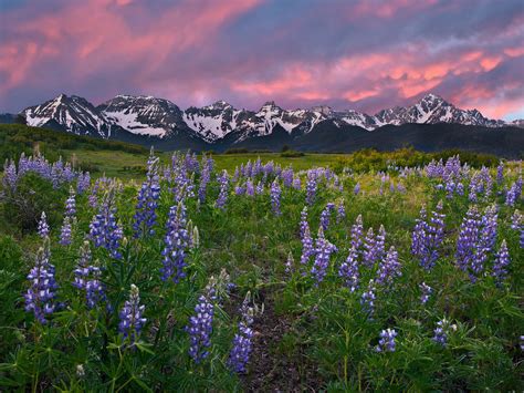 Purple Wildflowers Growing With The San Juan Mountains In The