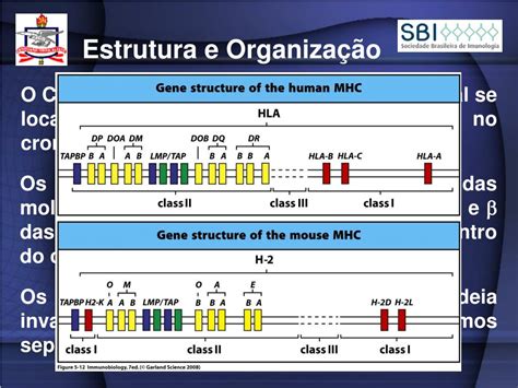 Complexo Principal De Histocompatibilidade