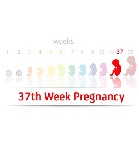 37 Weeks Pregnant Symptoms Tips And Baby Development