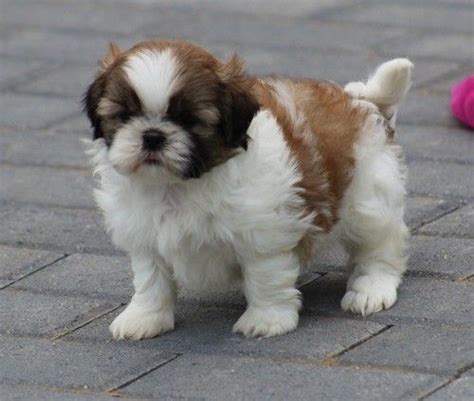 Get a shihtzu for yourself. Shih Tzu Puppies For Sale | Saint Paul, MN #261878