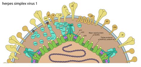 You get the herpes simplex 1 virus by coming into contact with another person who has the virus. Herpes_virion ~ ViralZone page