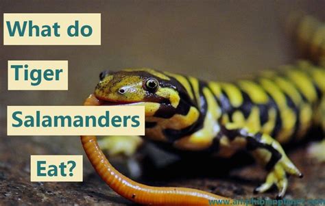 What Tiger Salamanders Do And Don T Eat The Ultimate Guide
