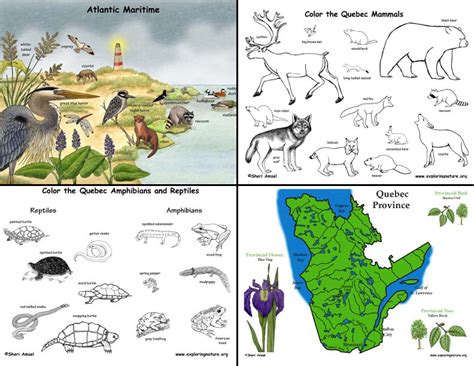 Collection of animal habitats coloring pages (29) flamingo in their habitat drawing baby animals colouring sheet Canada: Quebec's Animals and Habitats: Mini-Posters ...