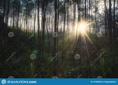 Sunbeams Breaking Through Pine Tree Forest At Sunrise Chiangmai