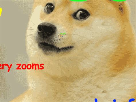 Doge  Find And Share On Giphy