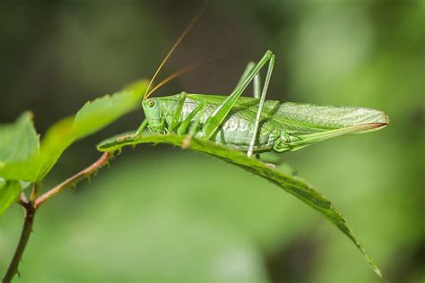 What Are The Differences Between Crickets And Grasshoppers Worldatlas