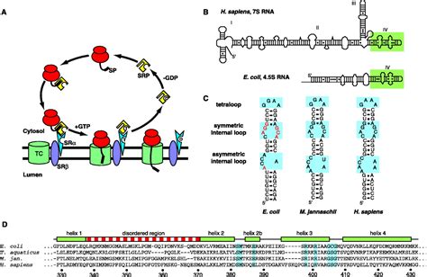 Crystal Structure Of The Ribonucleoprotein Core Of The Signal